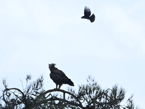 Wahlberg's Eagle