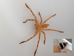 Neosparassus salacius