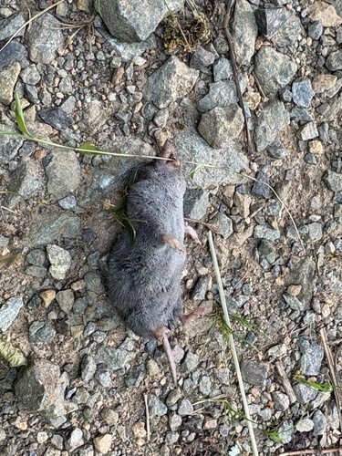 Southern Short-tailed Shrew observed by snsheth
