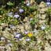 Solenopsis minuta minuta - Photo (c) William Stephens, algunos derechos reservados (CC BY), subido por William Stephens