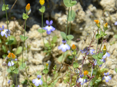 Blackstonia acuminata