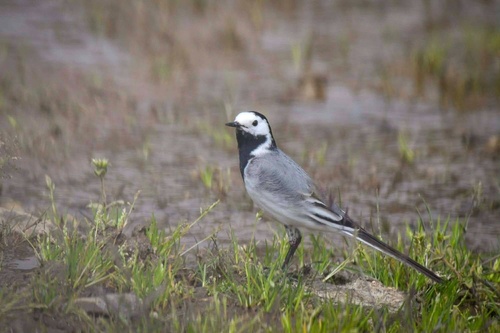 White Wagtail