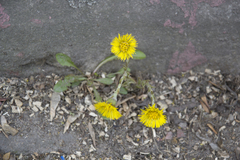 Tussilago farfara