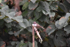 Myiarchus antillarum