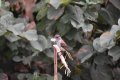 Myiarchus antillarum