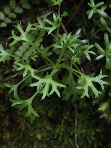 Saxifraga trifurcata, photograph 6