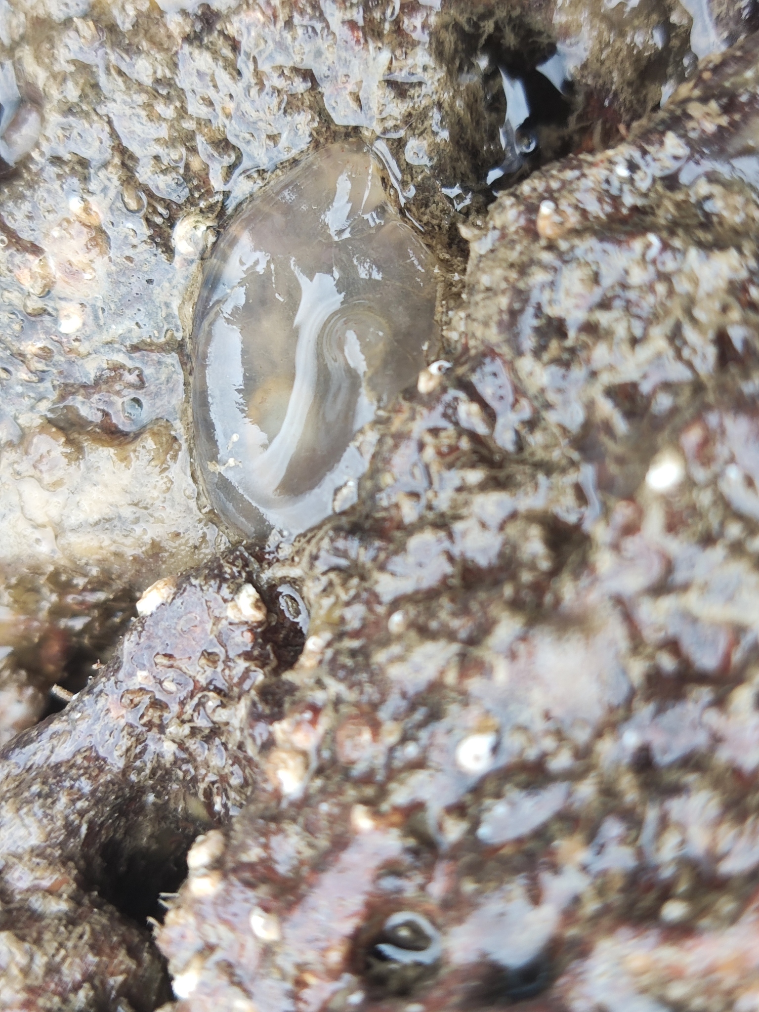 Ciona intestinalis (Linnaeus, 1767)