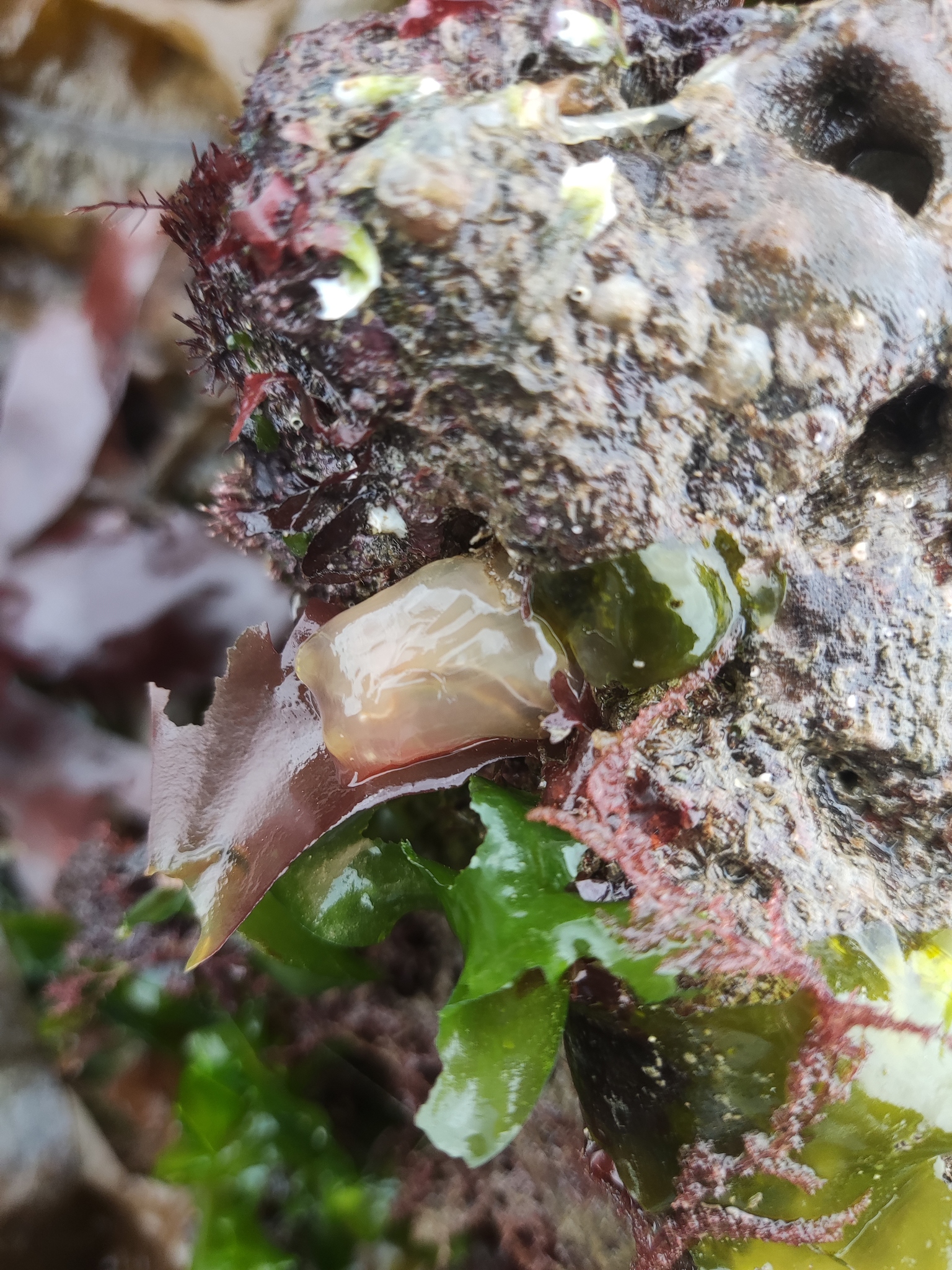 Ciona intestinalis (Linnaeus, 1767)