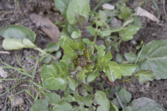 Barbarea vulgaris