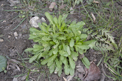 Thlaspi arvense
