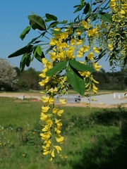 Laburnum