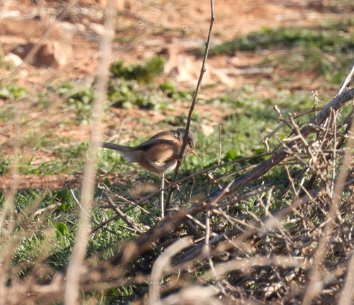 Tristram's Warbler