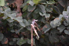 Myiarchus antillarum