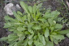 Thlaspi arvense