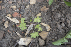 Geranium