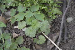 Leonurus quinquelobatus