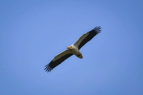 Egyptian Vulture