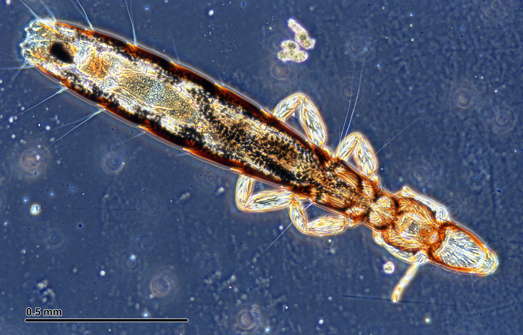 Pigeon louse