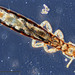 Columbicola columbae - Photo (c) Doc. RNDr. Josef Reischig, CSc., algunos derechos reservados (CC BY-SA)