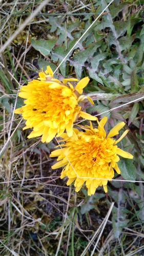 Image of Taraxacum sellandii by (c) Svend Hansen, some rights reserved (CC BY)