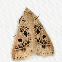 Herminodes atrosignata