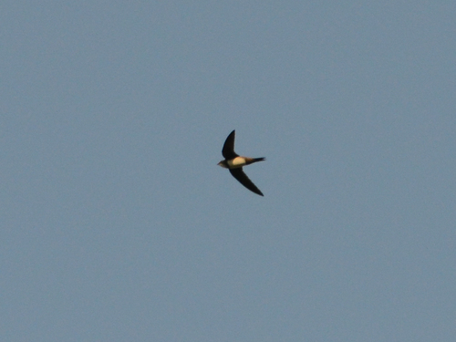 Vencejo real (Tachymarptis melba)