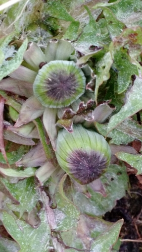 Image of Taraxacum sellandii by (c) Svend Hansen, some rights reserved (CC BY)