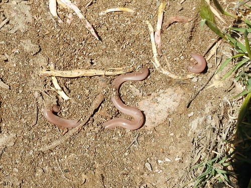 Eurasian Blind Snake