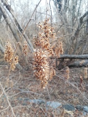 Apoplanesia paniculata