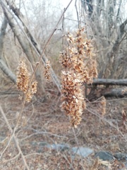 Apoplanesia paniculata