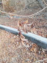 Apoplanesia paniculata