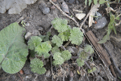 Leonurus quinquelobatus