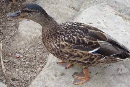 Mallard