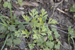 Artemisia vulgaris