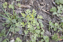 Artemisia vulgaris
