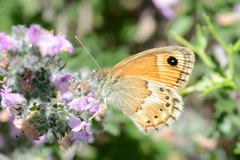 Coenonympha thyrsis