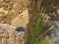 Junonia lemonias