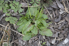 Rumex obtusifolius