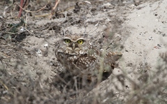 Athene cunicularia
