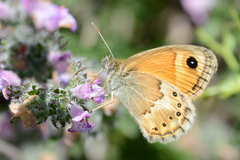 Coenonympha thyrsis