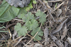 Leonurus quinquelobatus
