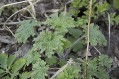 Leonurus quinquelobatus