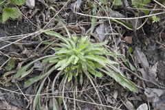 Erigeron canadensis