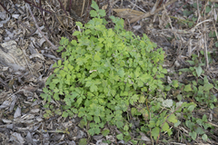 Chelidonium majus