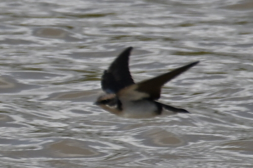 Wire-tailed Swallow