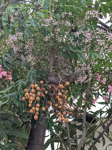 Chinaberry