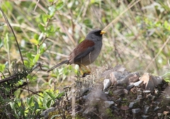 Rufous-Backed Inca-Finch photo 2