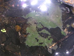 Heterorotula multidentata