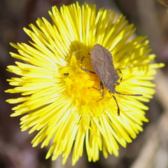 Ulmicola spinipes