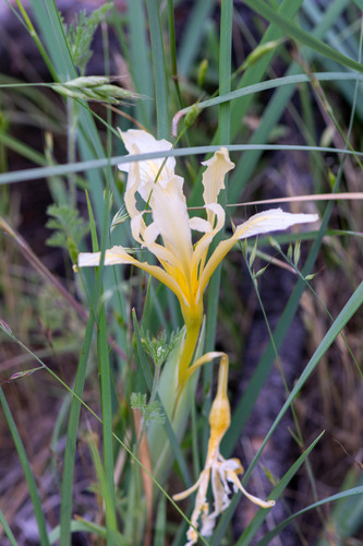 Iris macrosiphon